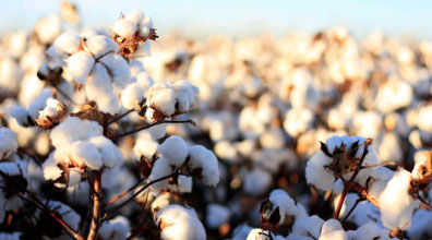 The Future is Cotton